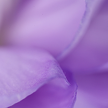 Фиолетовые лепестки цветка
