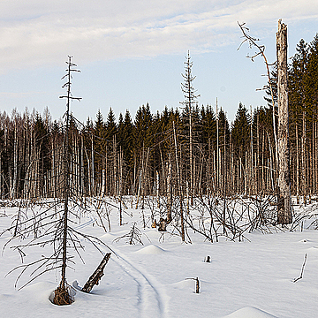 Засохшие деревья на фоне леса на болоте зимой