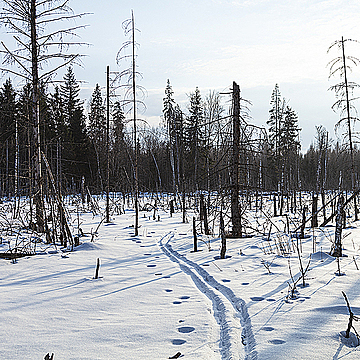 Лыжня через болото с засохшими деревьями