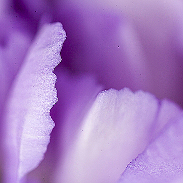Лепестки фиолетового тюльпана