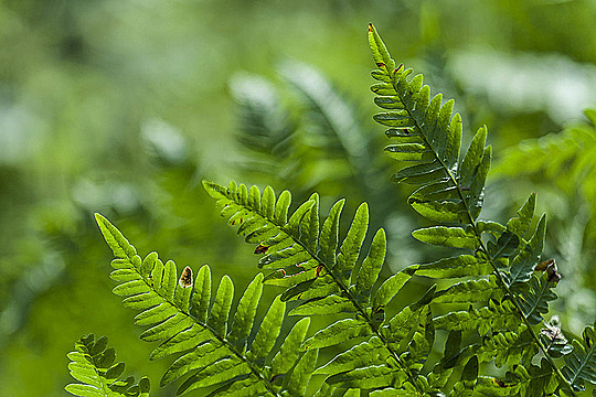 Крупный лист папоротника в лесу