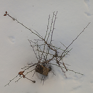Куст крыжовника зимой, вид сверху