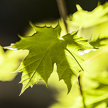 Кленовый лист, освещаемый солнцем, с тенями от соседних листов
