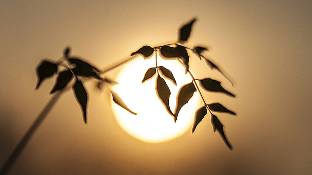 Лист цветка на фоне заходящего солнца