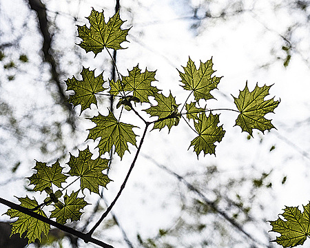 Кленовая ветка с листьями на фоне неба