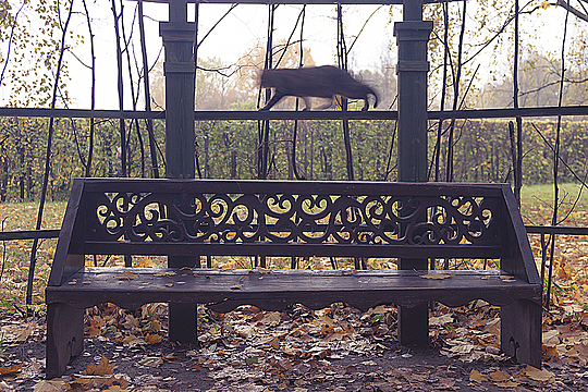 Кот или кошка идёт по перекладине над скамейкой в парке Кусково