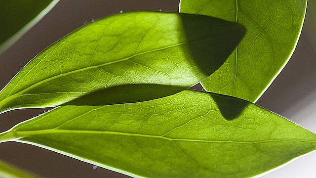 Пересекающиеся листья шеффлеры, отбрасывающие тени друг на друга