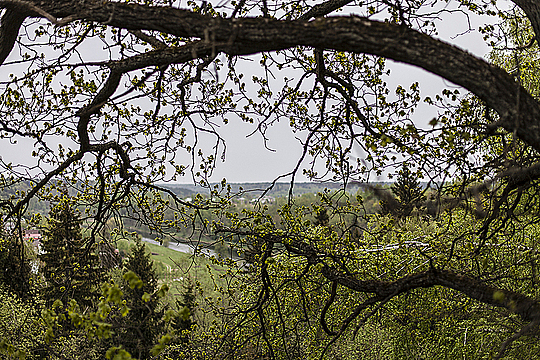 Ветка дерева на фоне вида от усадьбы Тучково