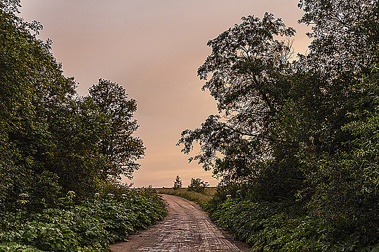 Просёлочная дорога между деревьями на фоне закатного неба