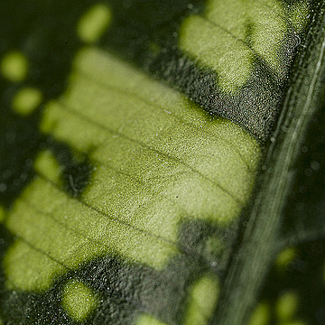 Узор на листе диффенбахии