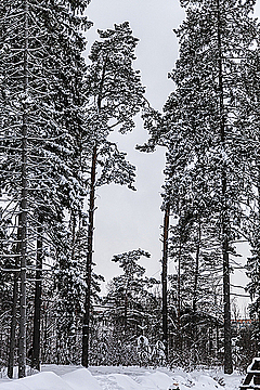 Хвойные деревья снежной зимой
