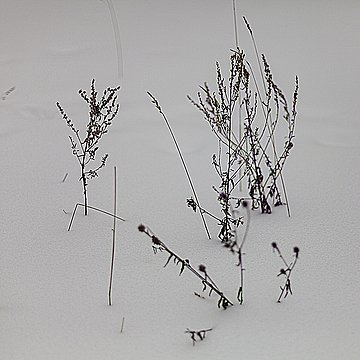 Сухая трава, торчащая из-под снега