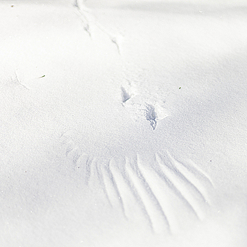 Следы птичьих лап и крыла на снегу