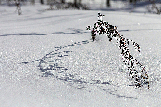 Согнутая аркой травинка над снегом, которая отбрасывает тень