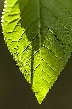 Лист дерева в контровом свете с тенью от ветки