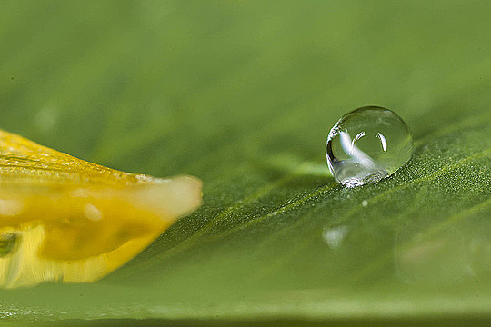 Капля воды на листке
